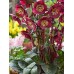 Морозник Helleborus Frostkiss Vibey Velvet